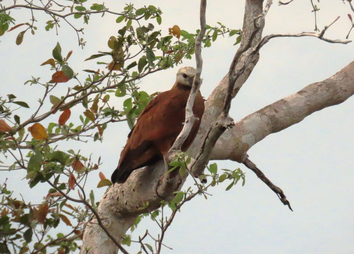 Black-collared Hawk - ML652309369