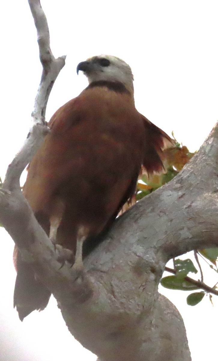Black-collared Hawk - ML652309647