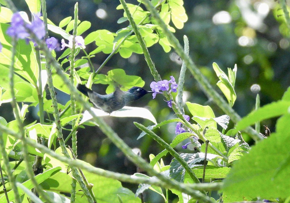 Violet-headed Hummingbird - ML652309808