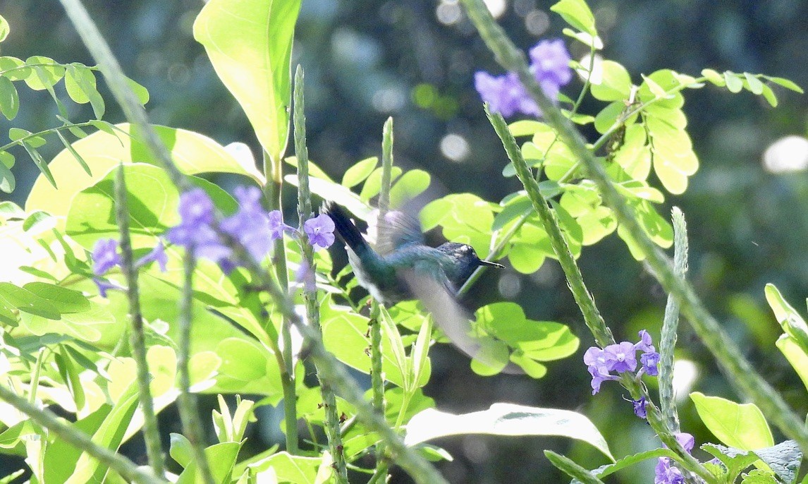 Violet-headed Hummingbird - ML652309818