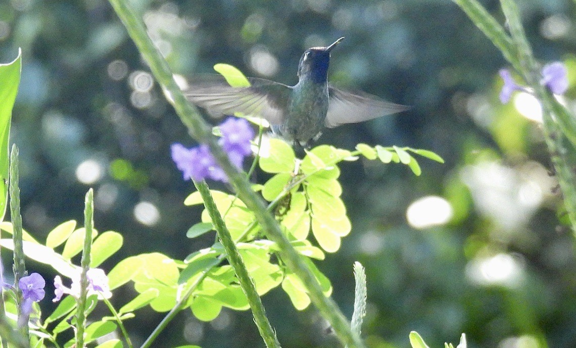 Violet-headed Hummingbird - ML652309823