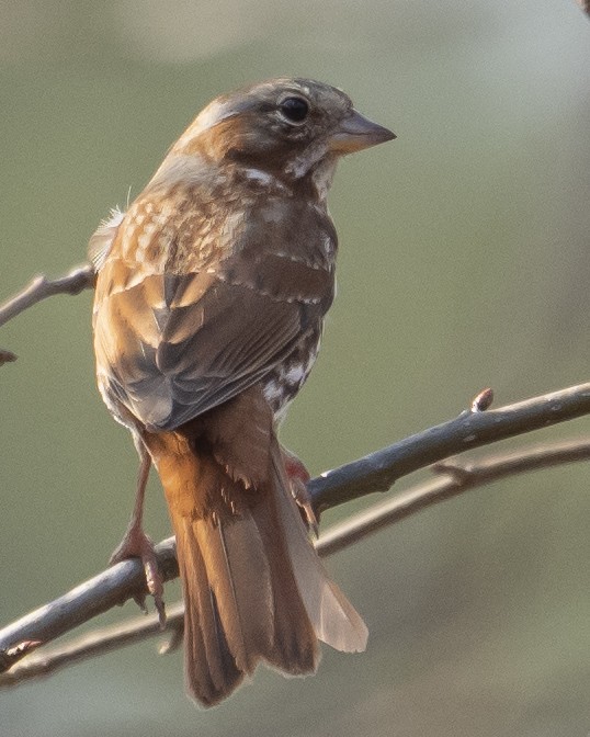 Fox Sparrow - ML652309916