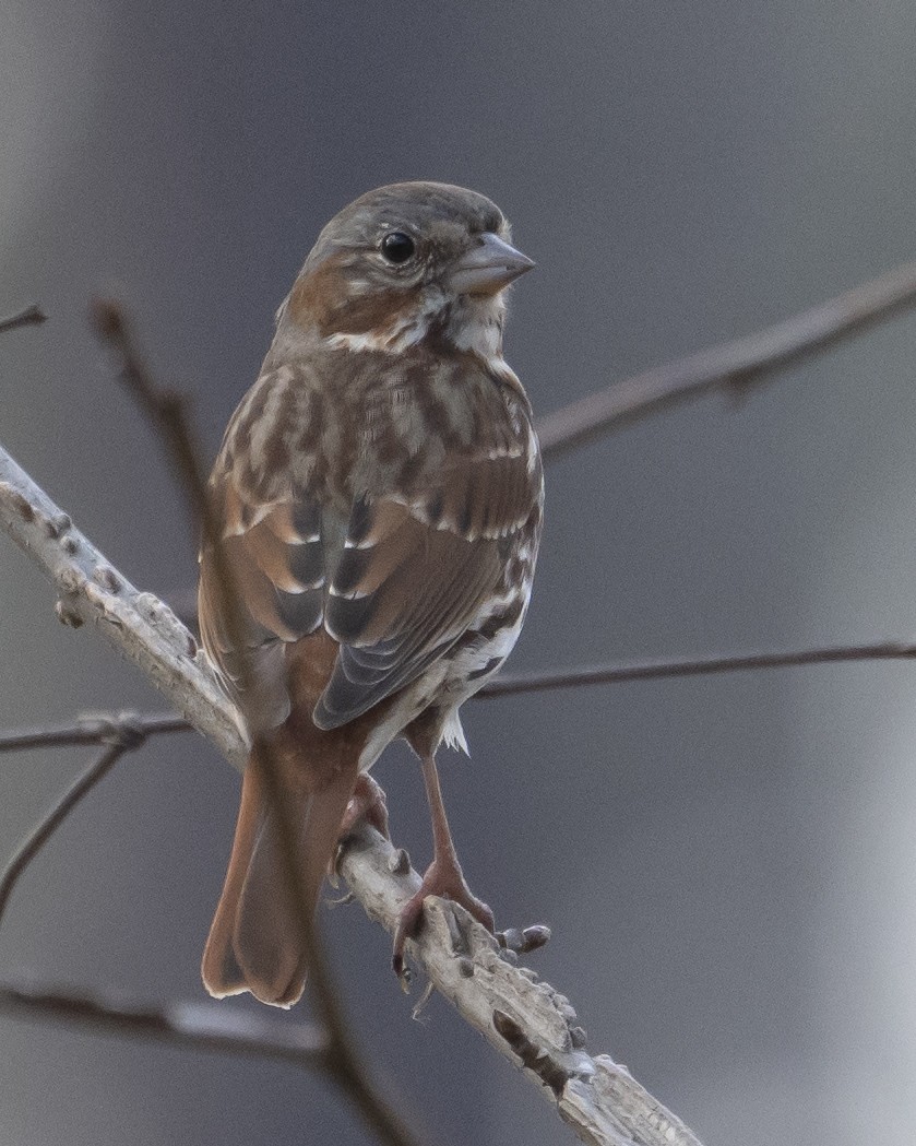 Fox Sparrow - ML652309917