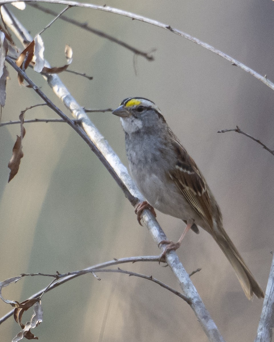 White-throated Sparrow - ML652309921