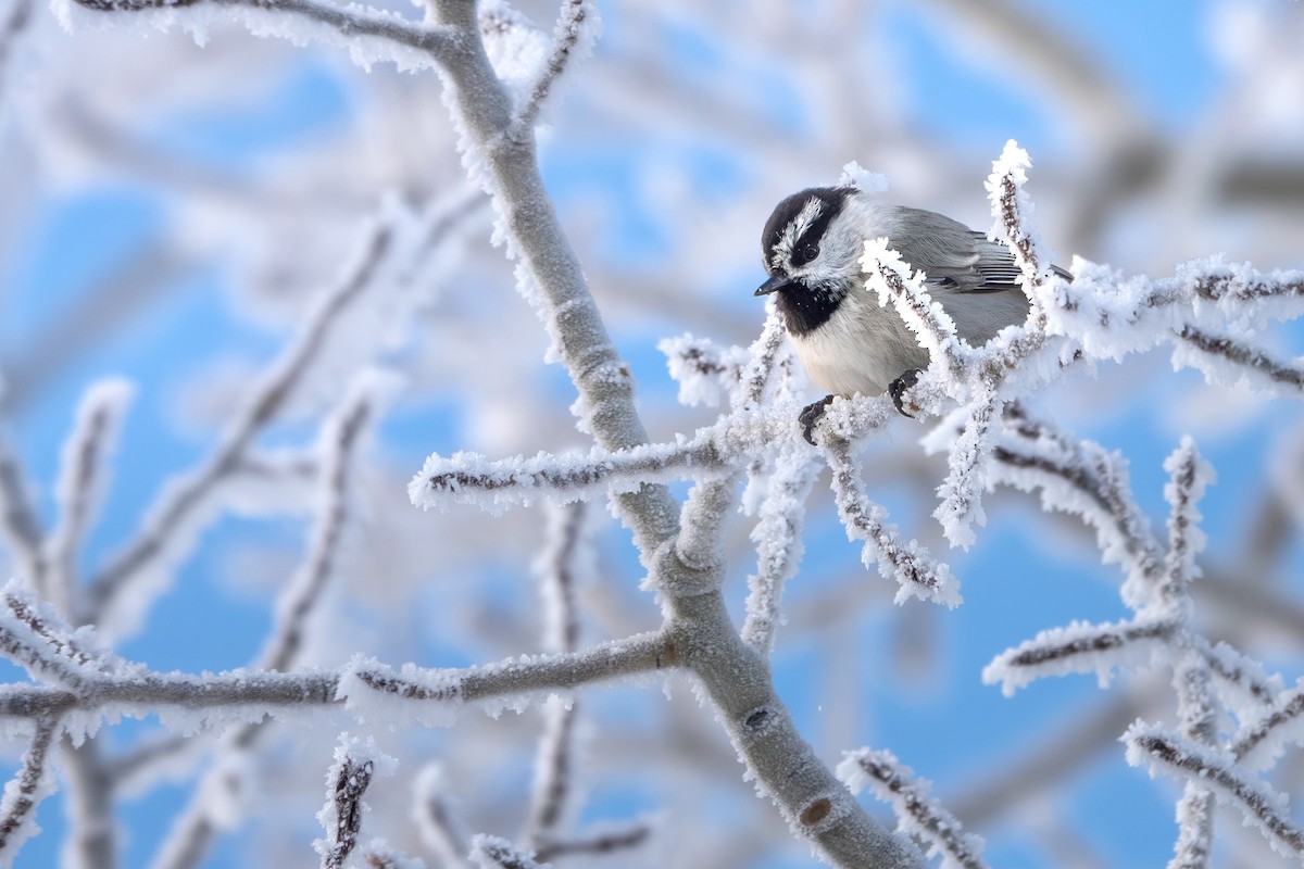 bergmeis - ML652310037