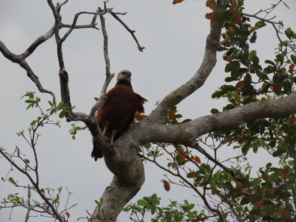 Black-collared Hawk - ML652310112