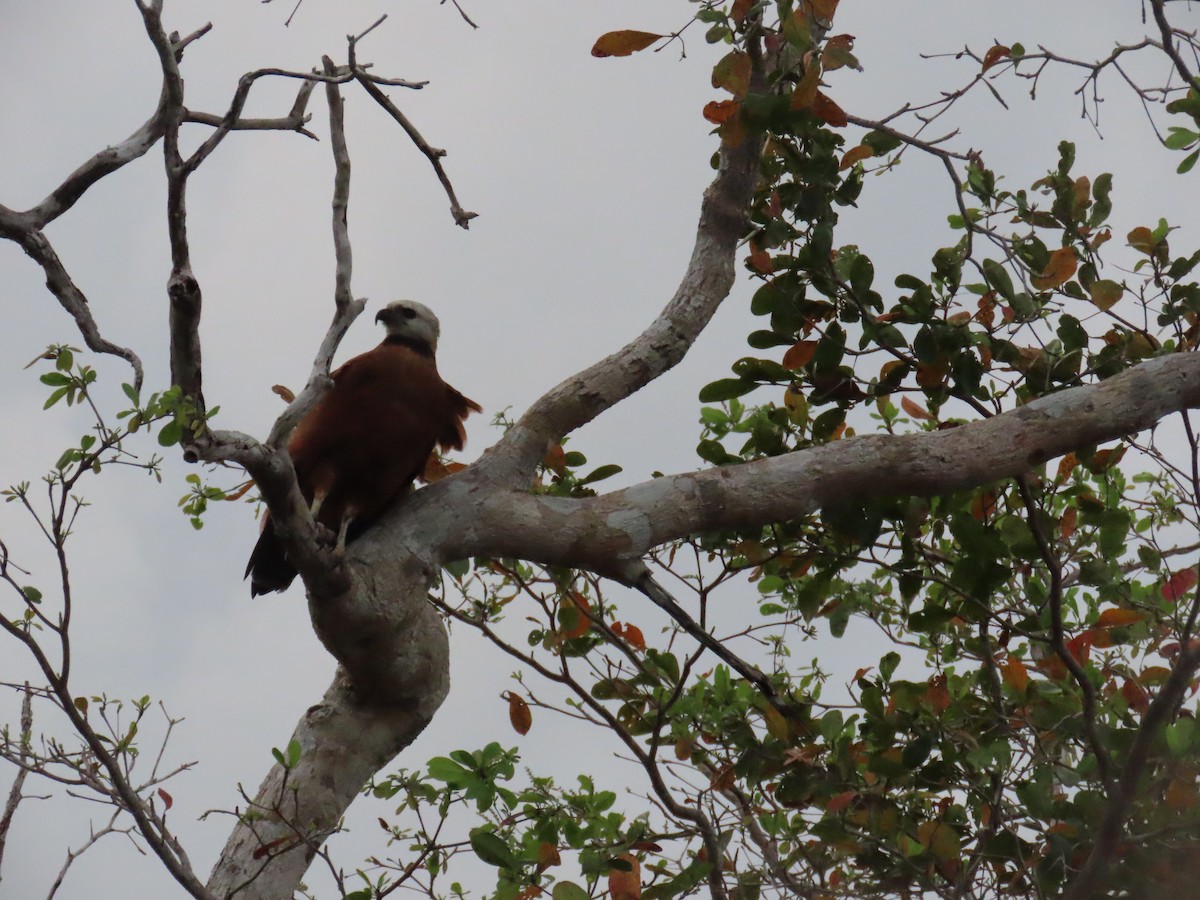 Black-collared Hawk - ML652310113