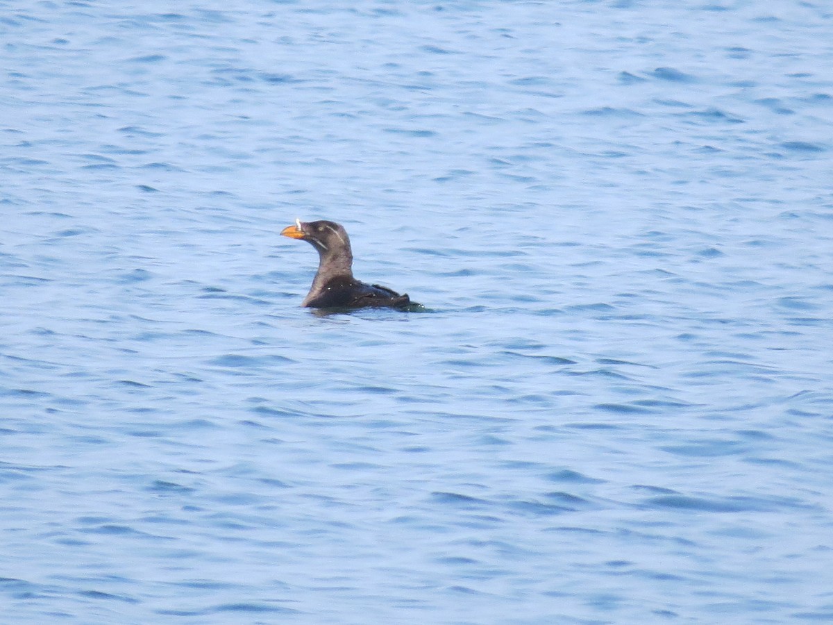 Rhinoceros Auklet - ML65231021