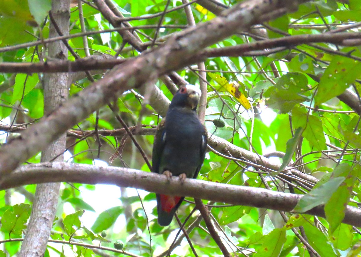 White-crowned Parrot - ML652310244