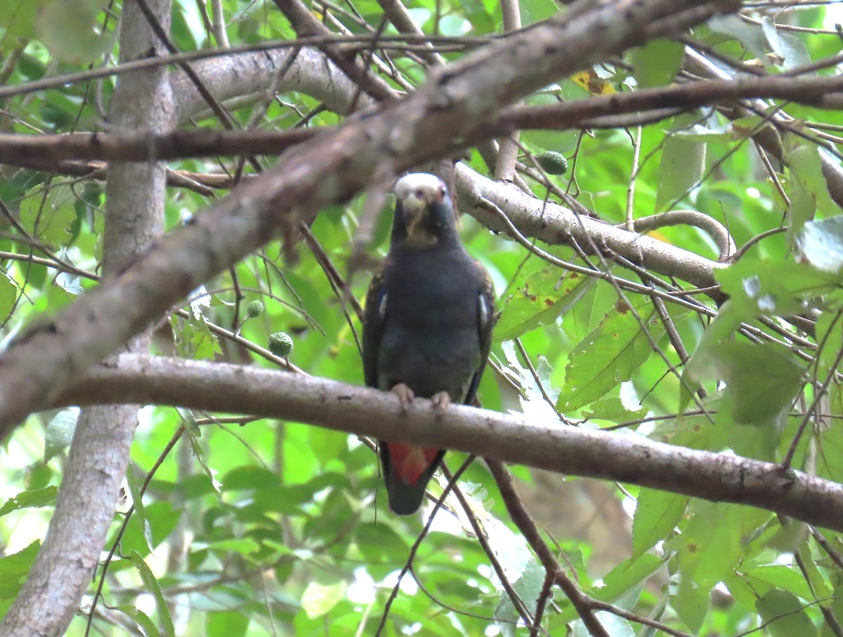 White-crowned Parrot - ML652310245