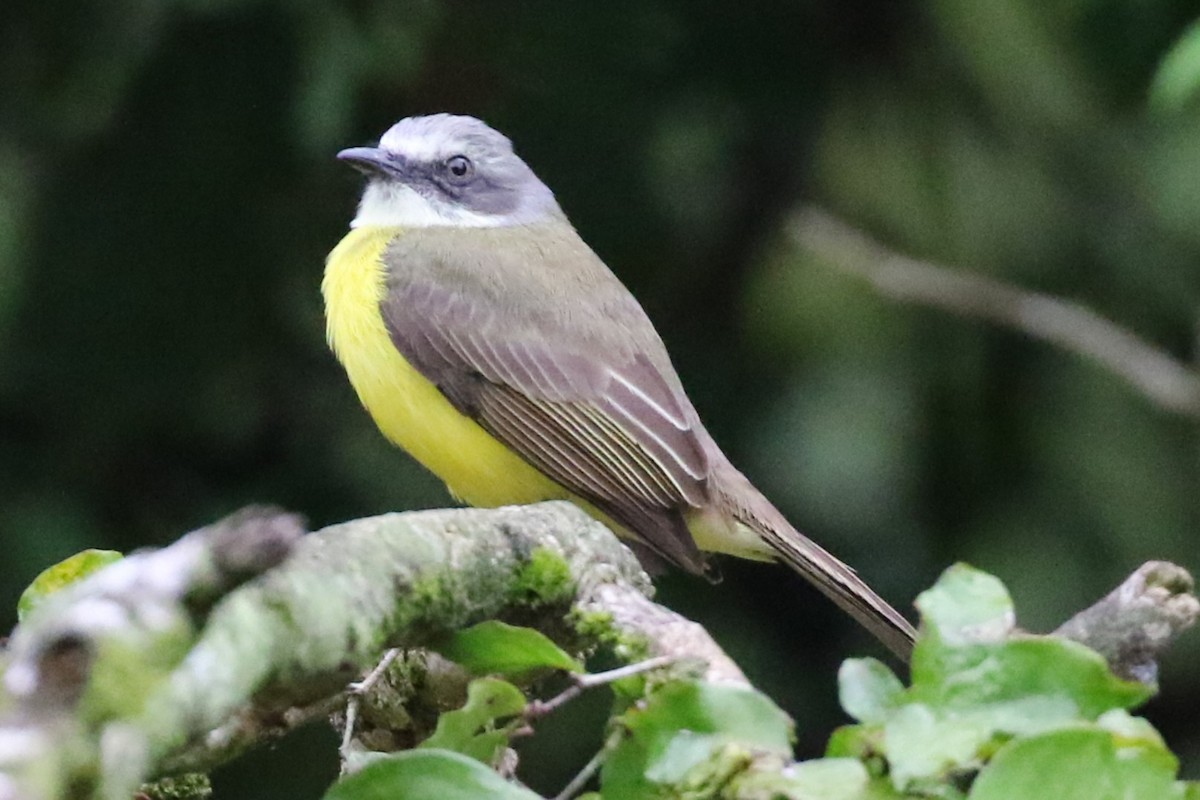 Gray-capped Flycatcher - ML652311186
