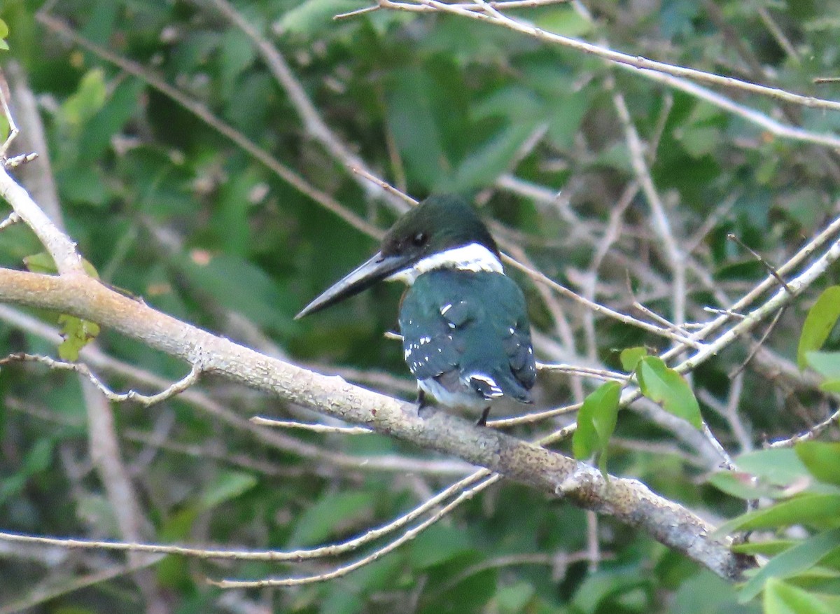 Green Kingfisher - ML652311292