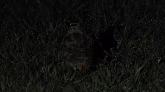 Eurasian Woodcock - ML652311301