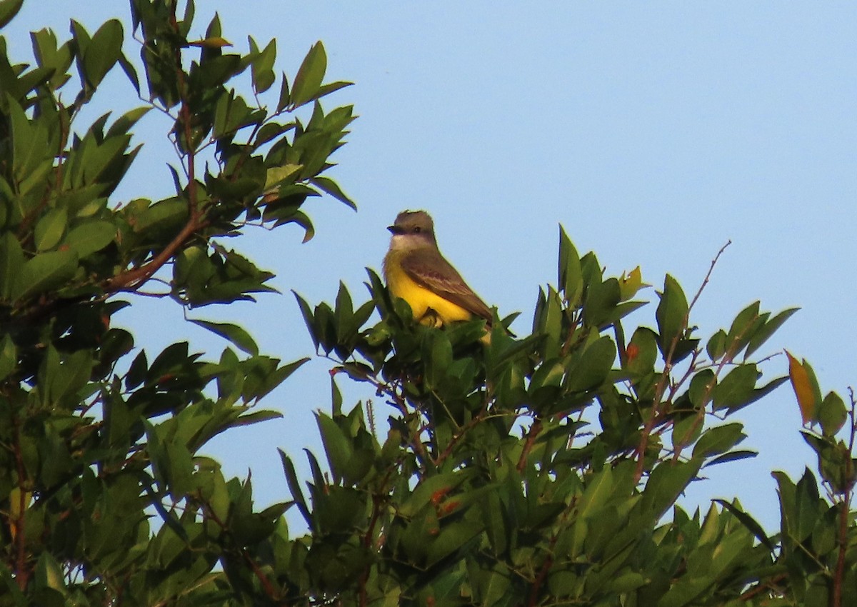 Tropical Kingbird - ML652311557