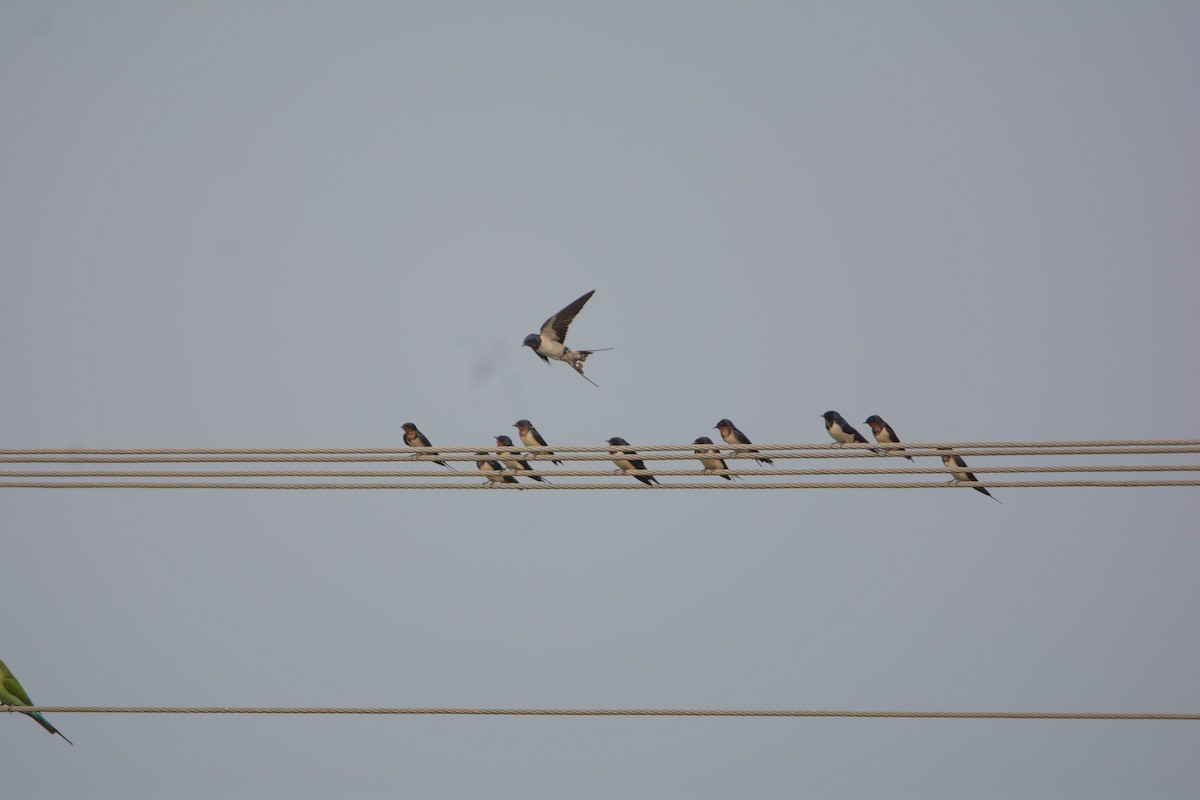 Golondrina Común - ML652312119