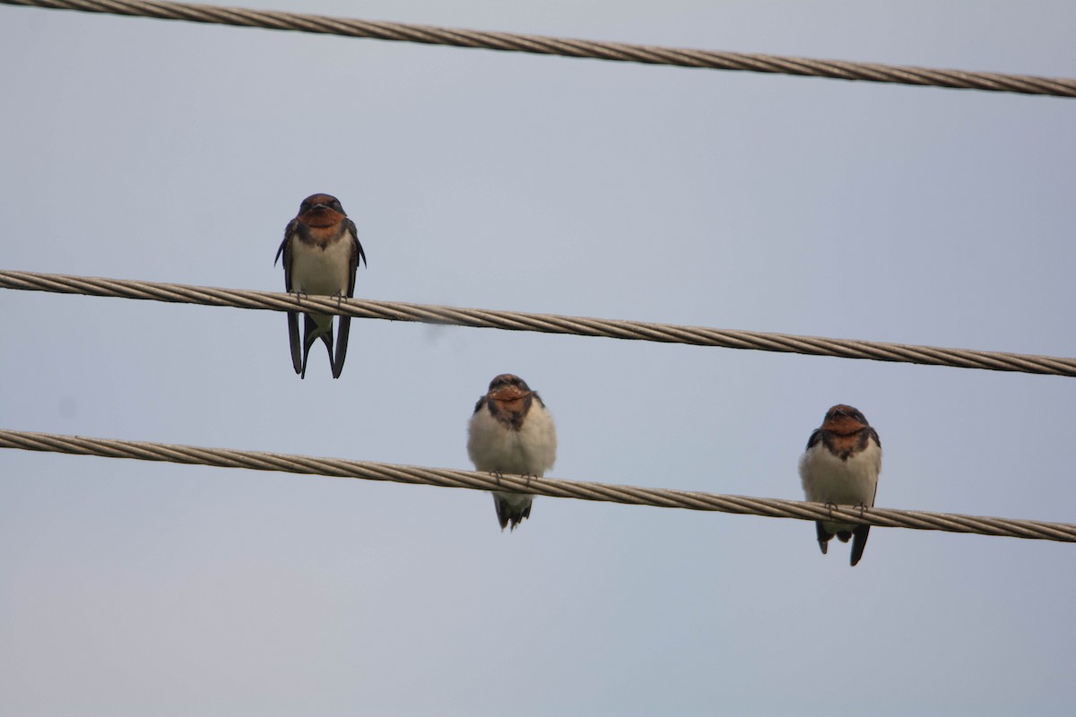 Golondrina Común - ML652312120