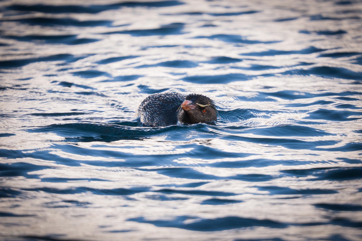 Пінгвін чубатий західний - ML652312132