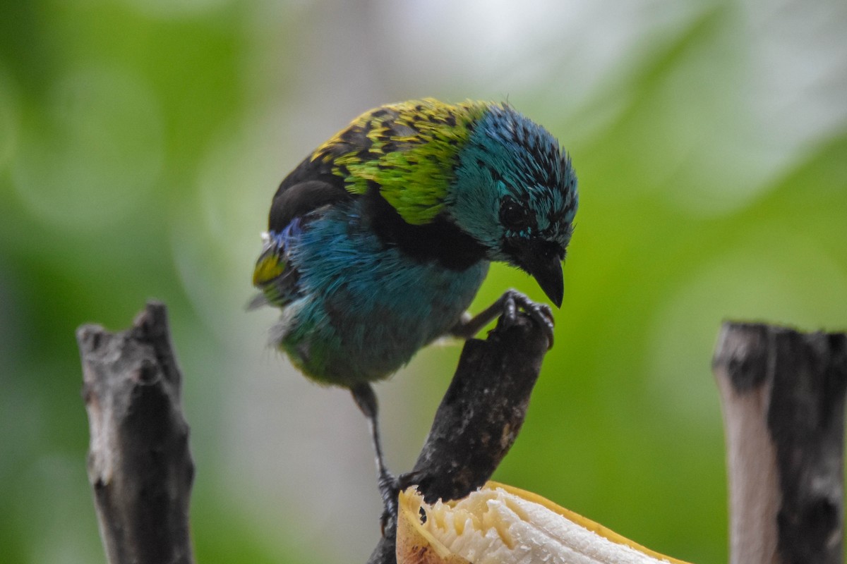 Dryade glaucope - ML652312157