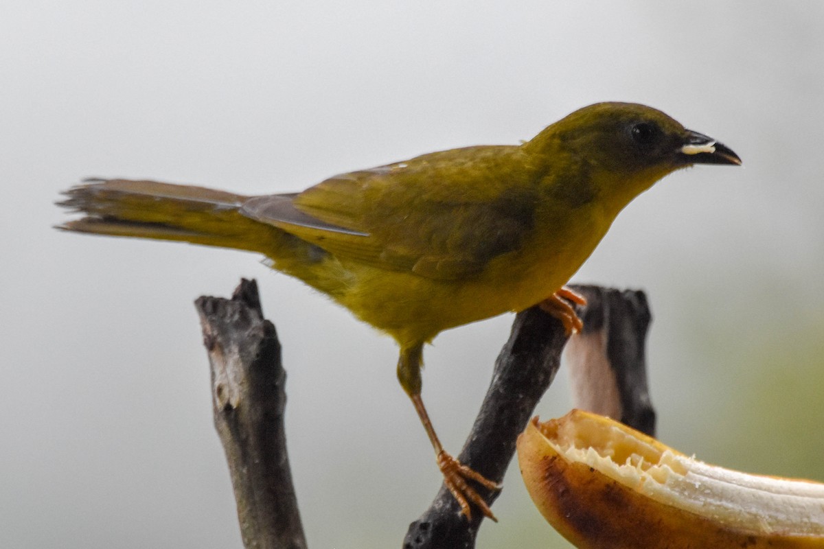 Dryade glaucope - ML652312158