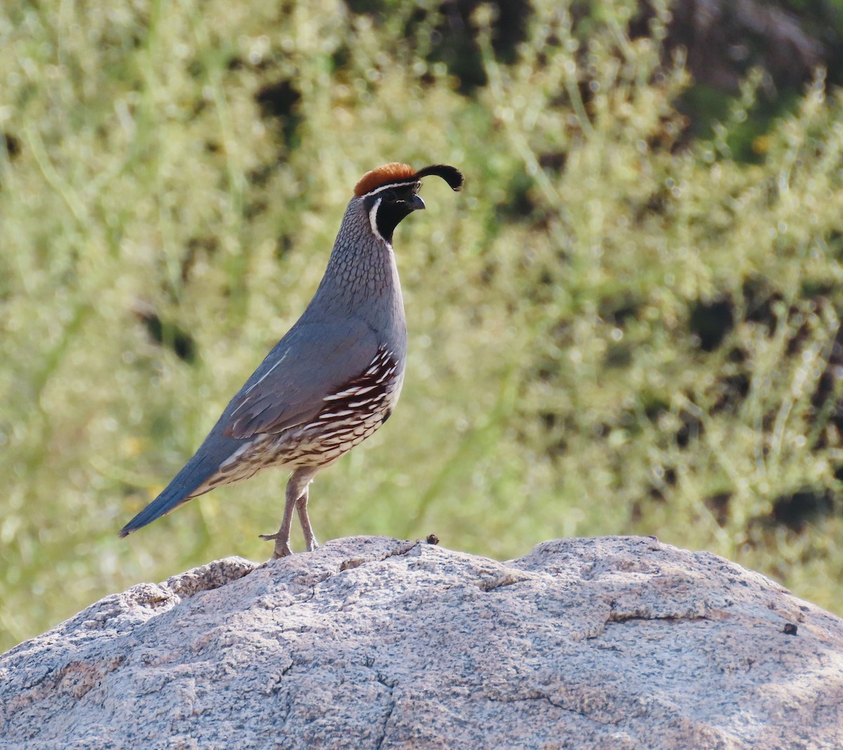 Colin de Gambel - ML652312163