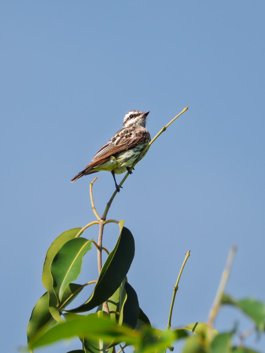 Tyran tacheté - ML652312165