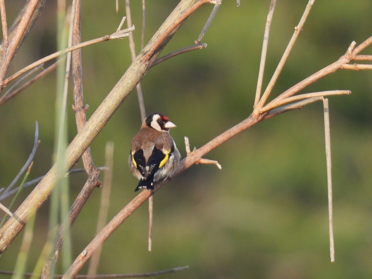 Chardonneret élégant - ML652312166