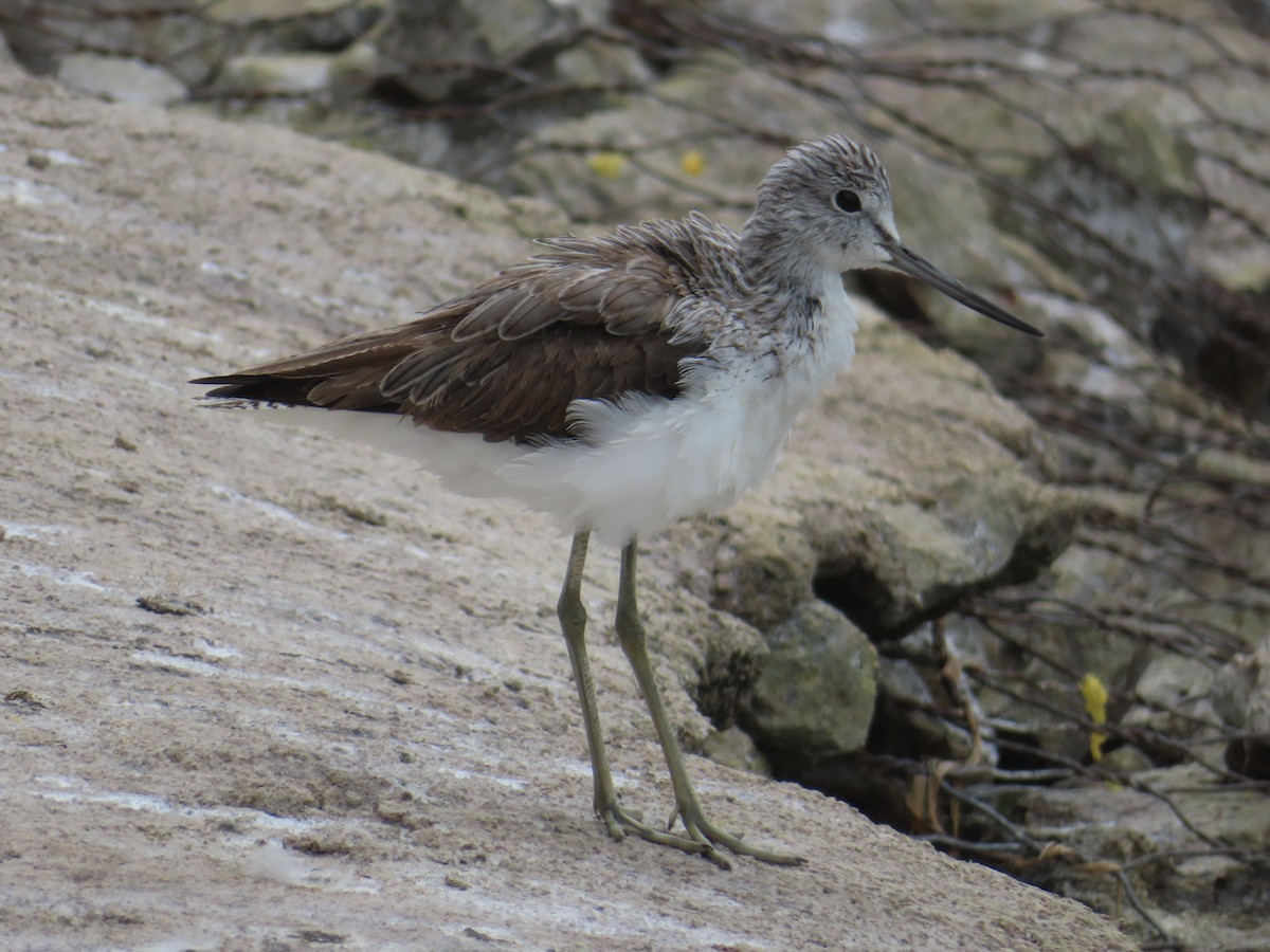 Chevalier aboyeur - ML652312168