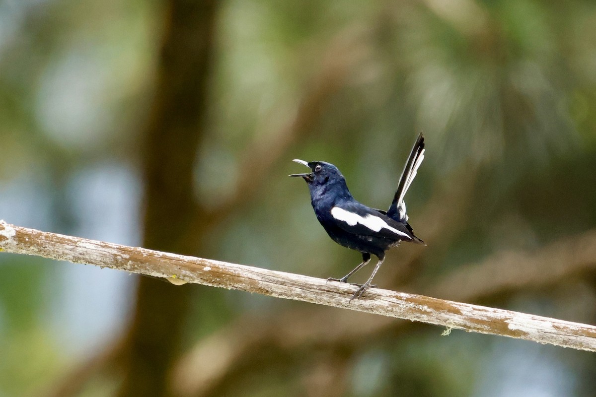 Shama dayal - ML652312169