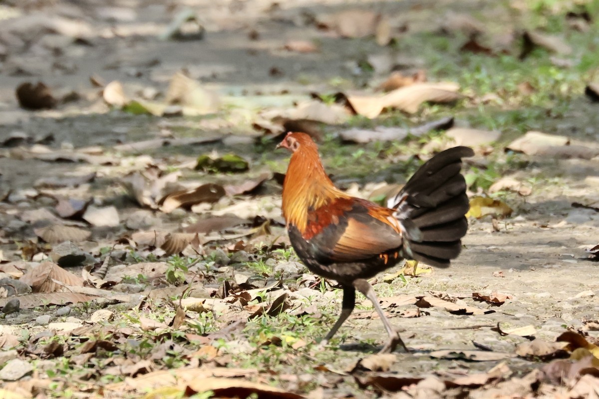 Coq bankiva - ML652312170