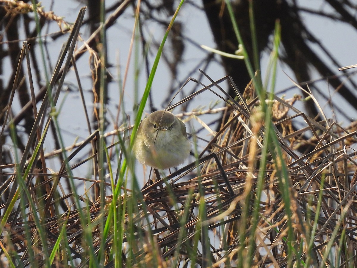 Pouillot véloce - ML652312171
