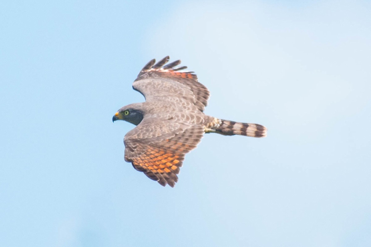 Buse à gros bec - ML652312172