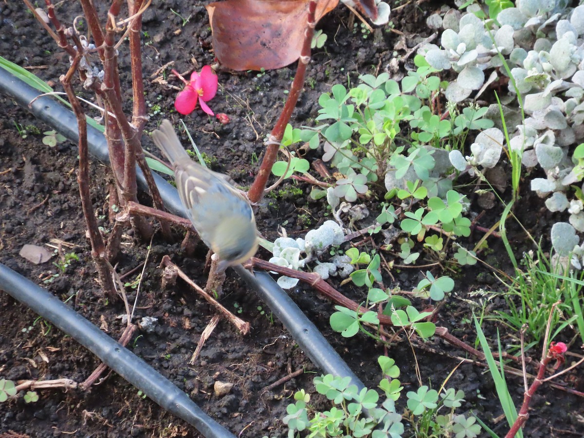 Percefleur rouilleux - ML652312173