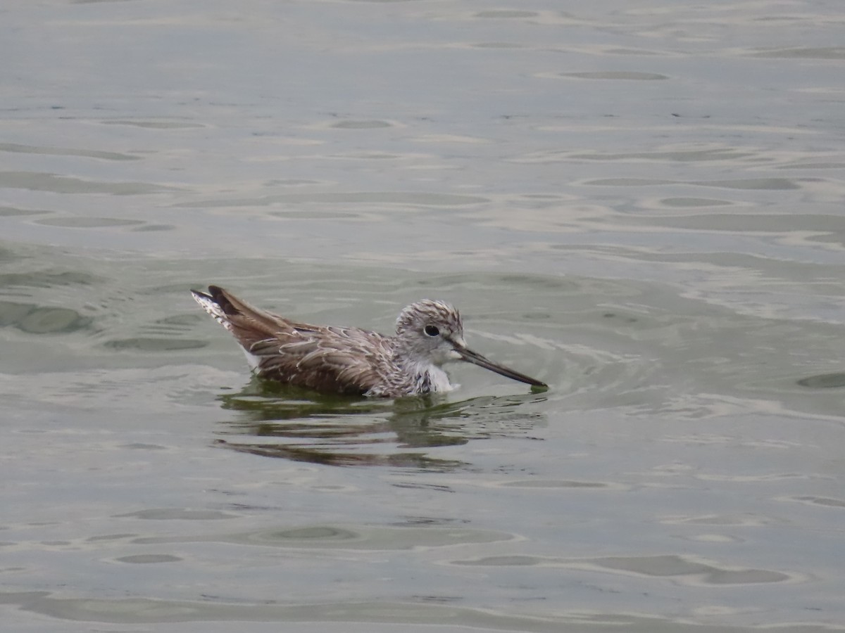 Chevalier aboyeur - ML652312179
