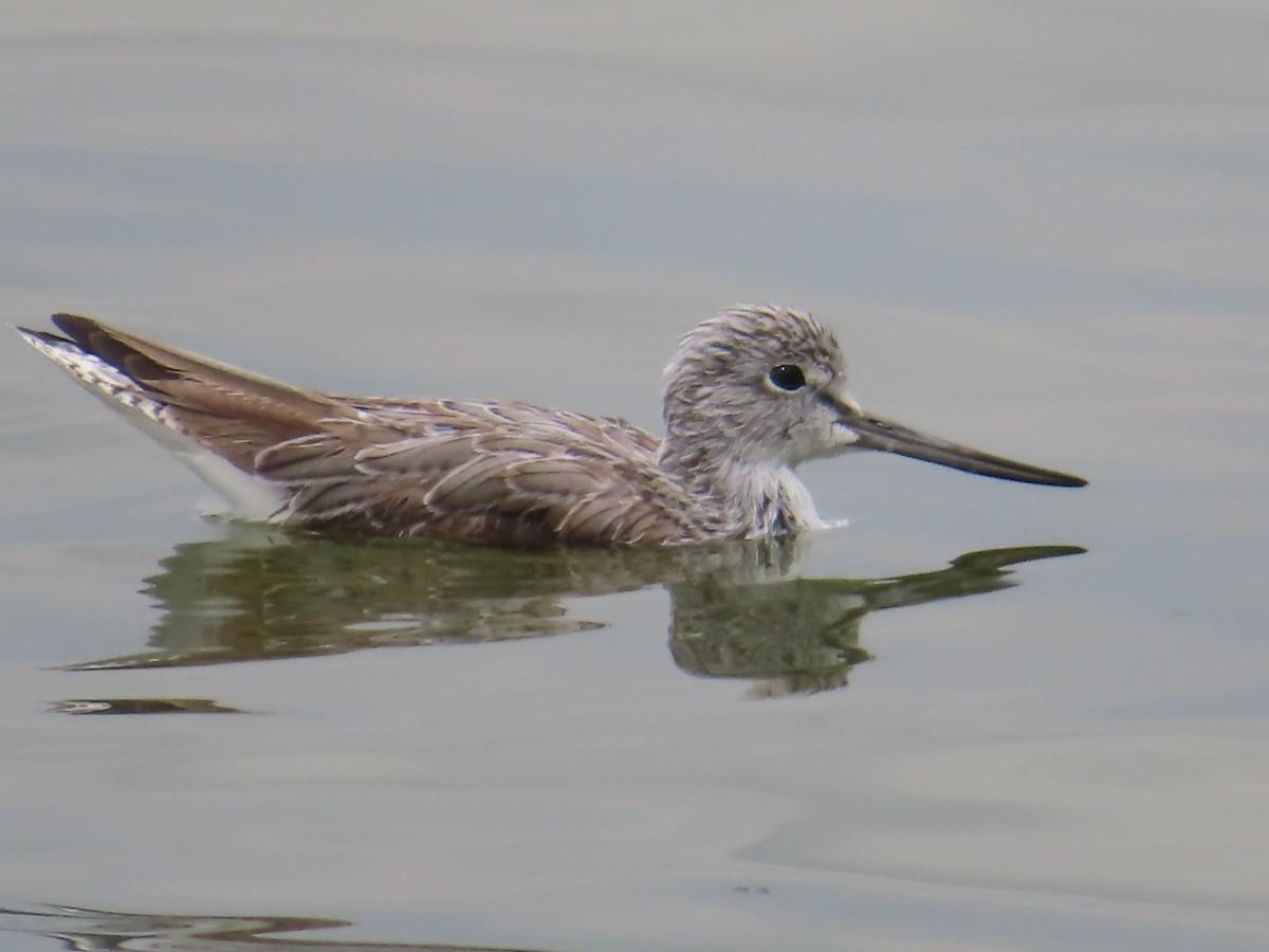 Chevalier aboyeur - ML652312180