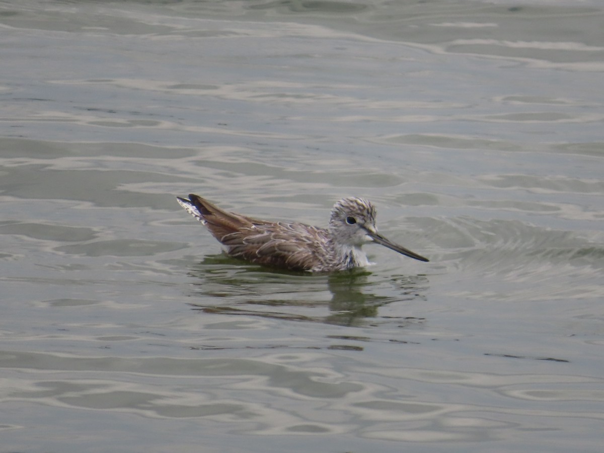 Chevalier aboyeur - ML652312181