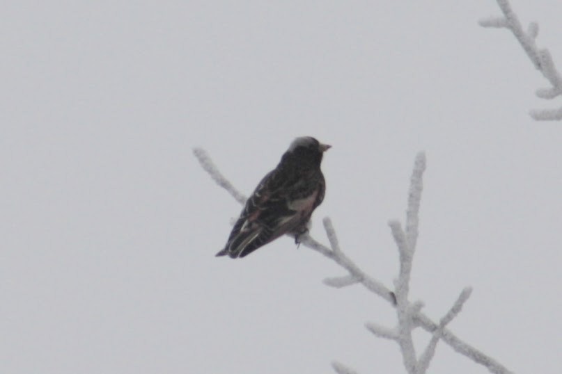 Roselin noir - ML652312190