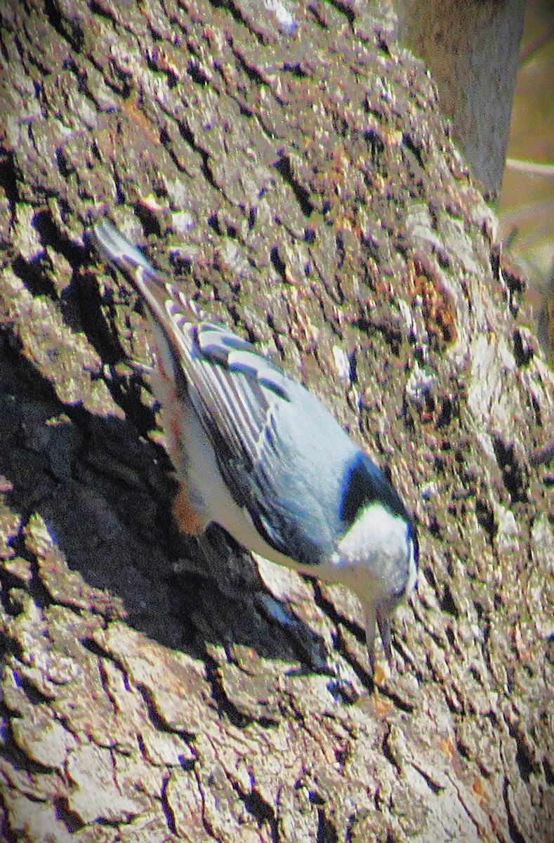 Sittelle à poitrine blanche - ML652312191
