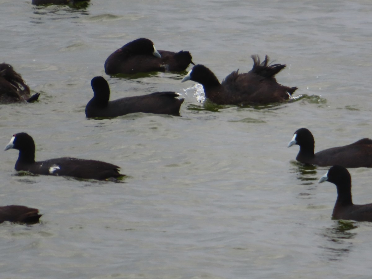 Foulque à crête - ML652312193
