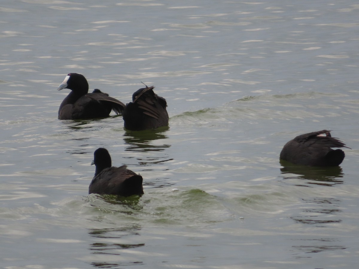 Foulque à crête - ML652312194