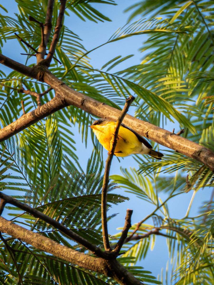Paruline à joues noires - ML652312196