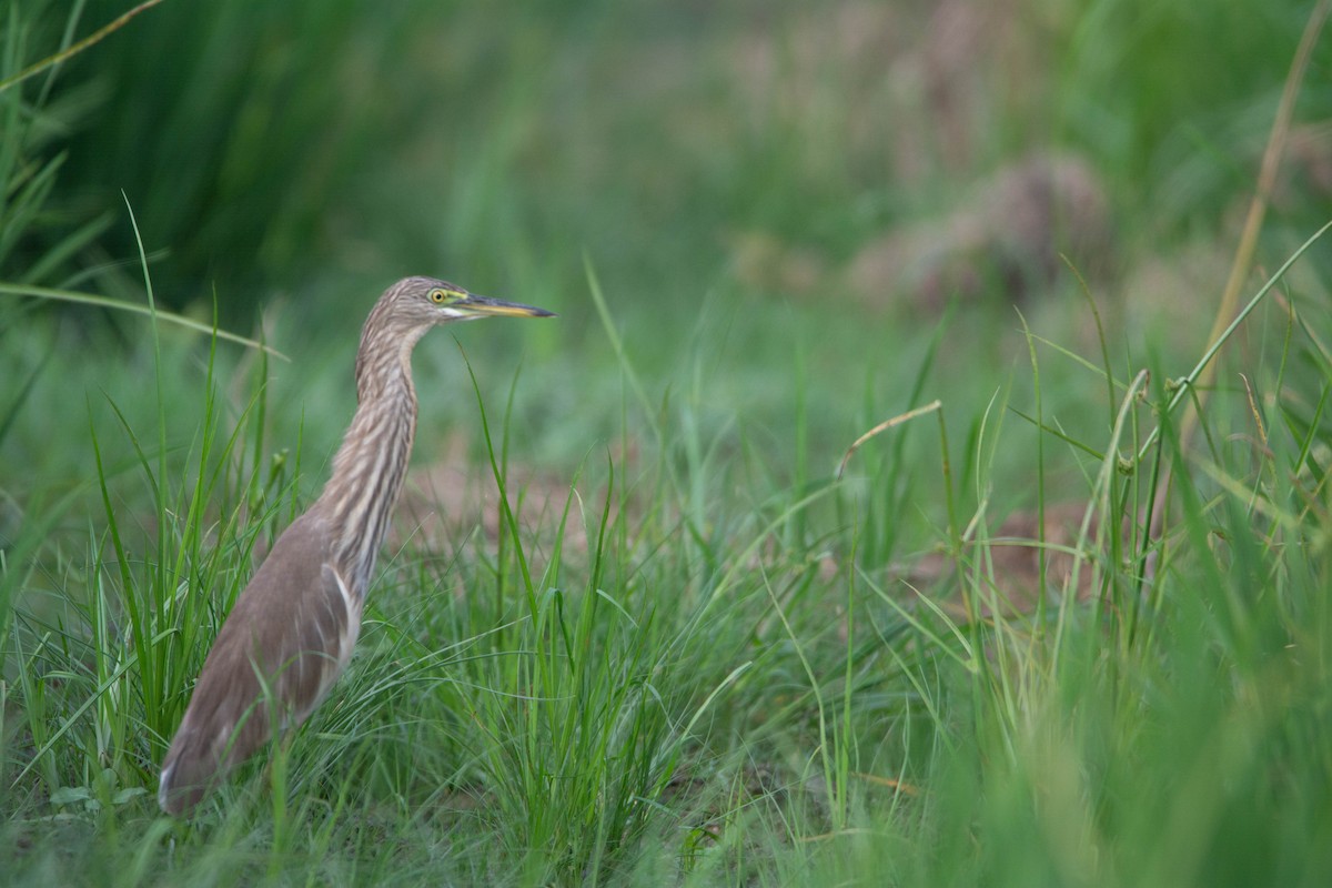 Crabier de Gray - ML652312198