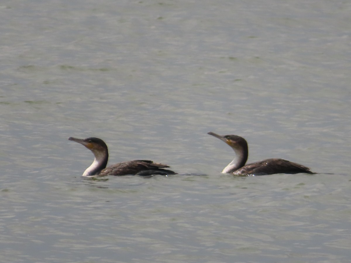 Grand Cormoran - ML652312199