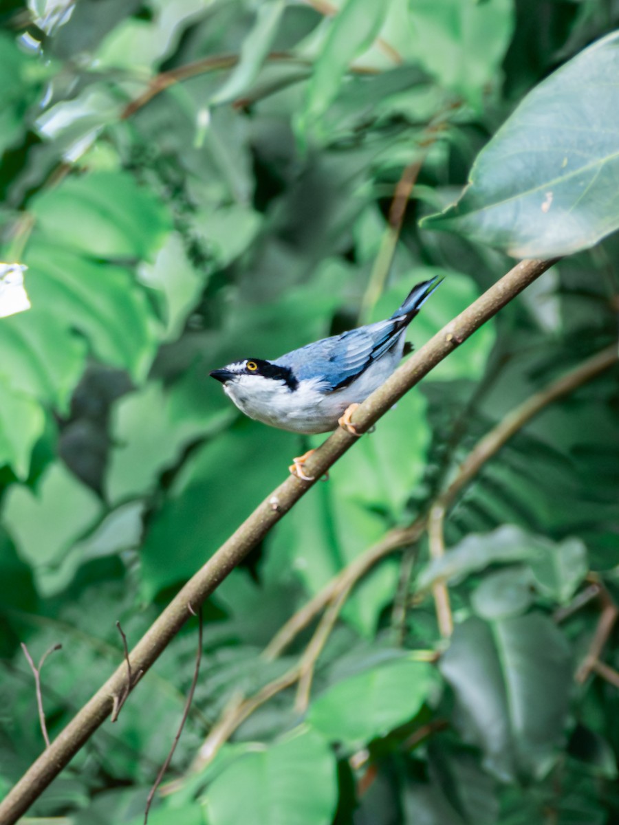 Tangara coiffe-noire - ML652312200