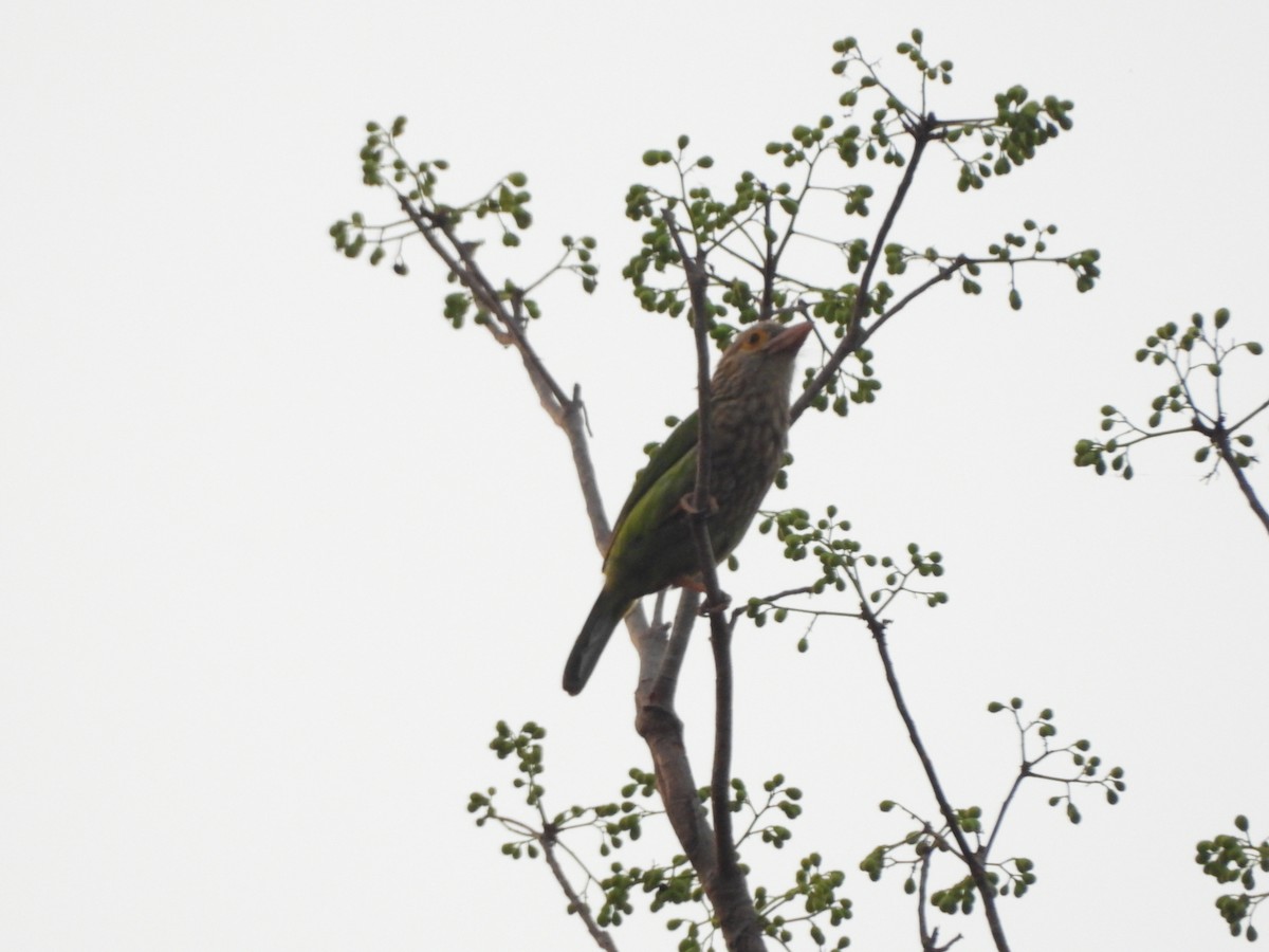 Barbu rayé - ML652312201