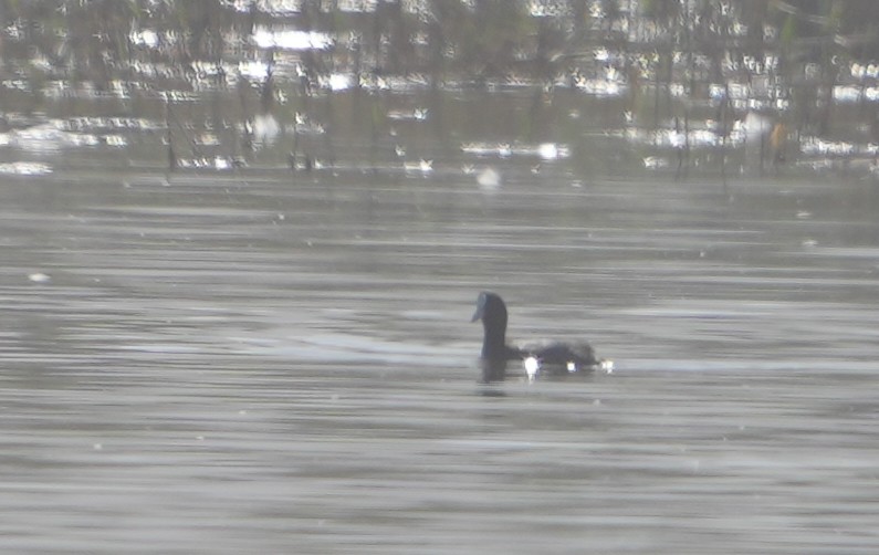 Foulque macroule - ML652312202