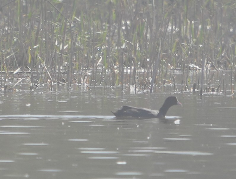 Foulque macroule - ML652312203