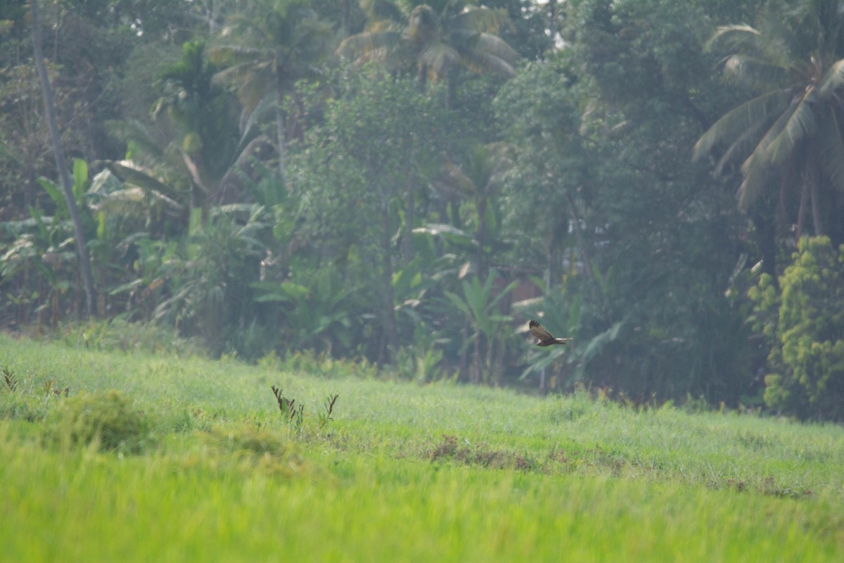 Busard des roseaux - ML652312204