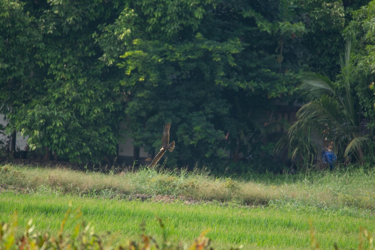 Busard des roseaux - ML652312205