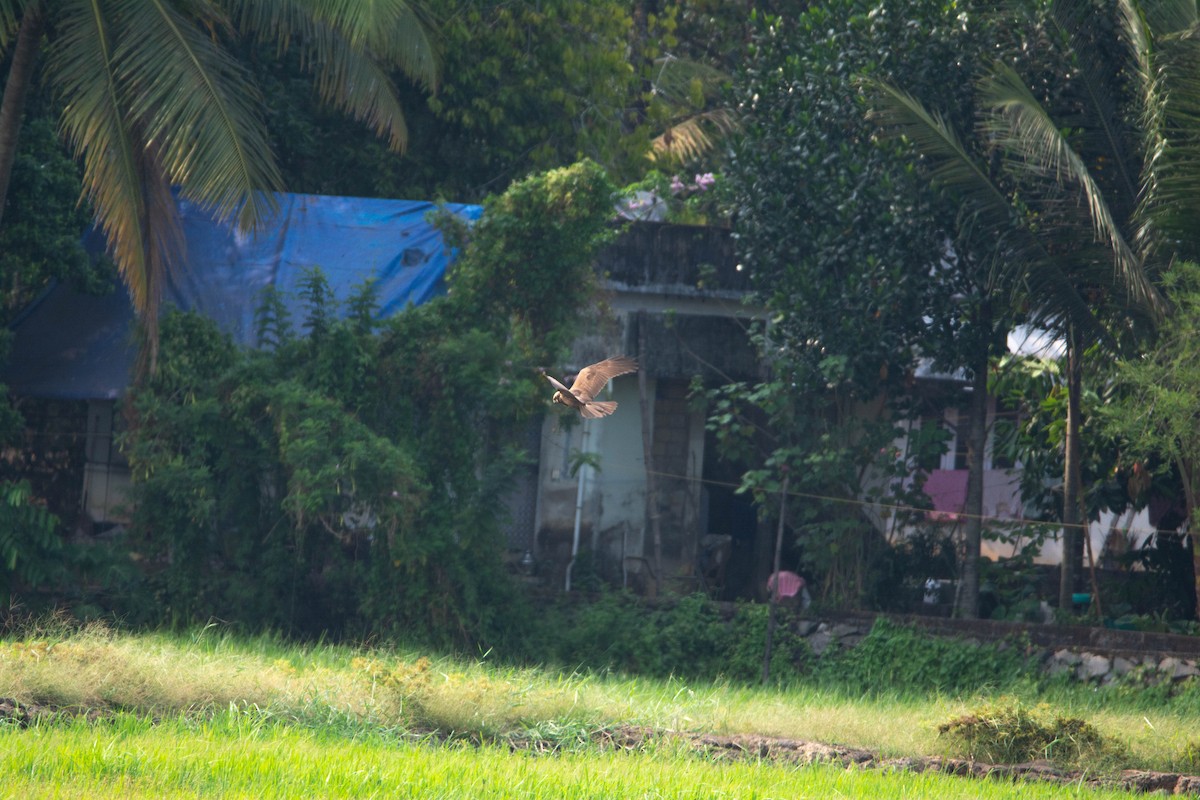 Busard des roseaux - ML652312206