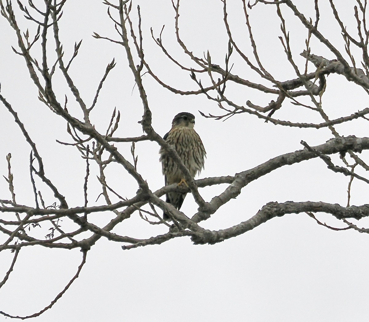 dřemlík tundrový - ML652312238